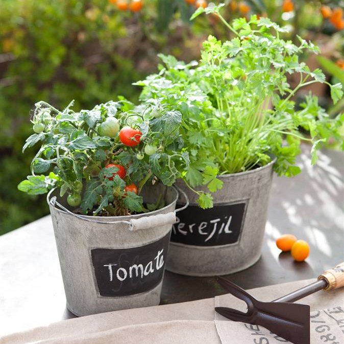 Macetas con plantas aromáticas y tomatitos