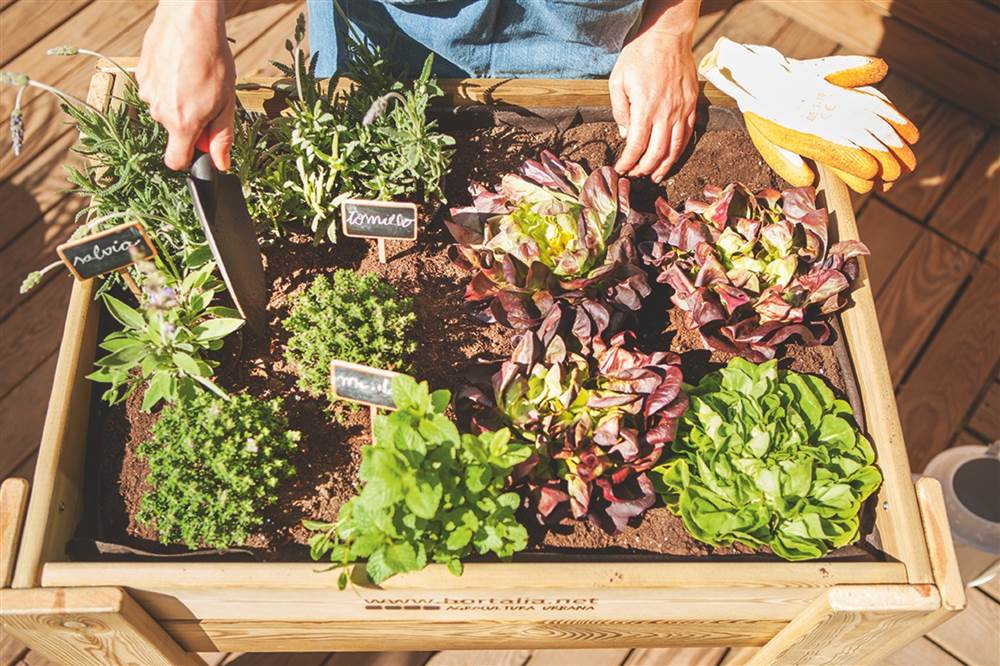Mesa de cultivo con vegetales y plantas aromáticas