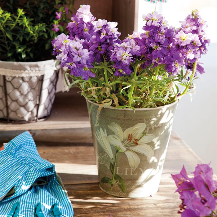 Detalle de maceta con flores violetas