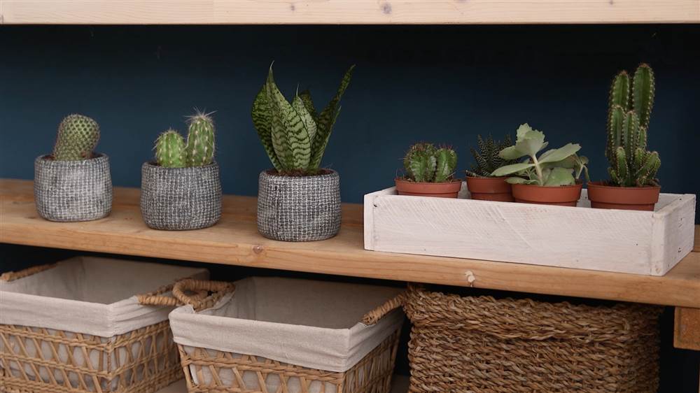 Estantes de madera con cestas y macetas con cactus y plantas crasas y pared de fondo azul petróleo
