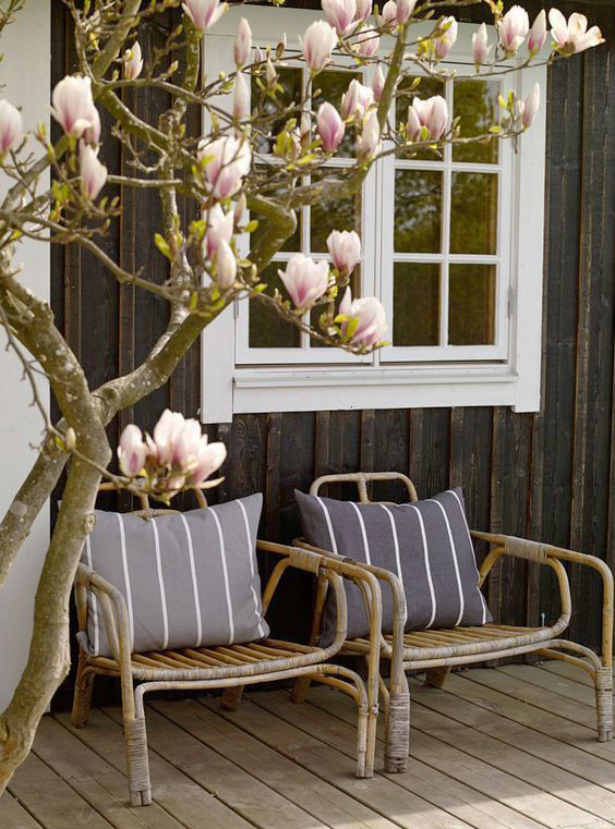 Terraza con árbol de magnolio. 