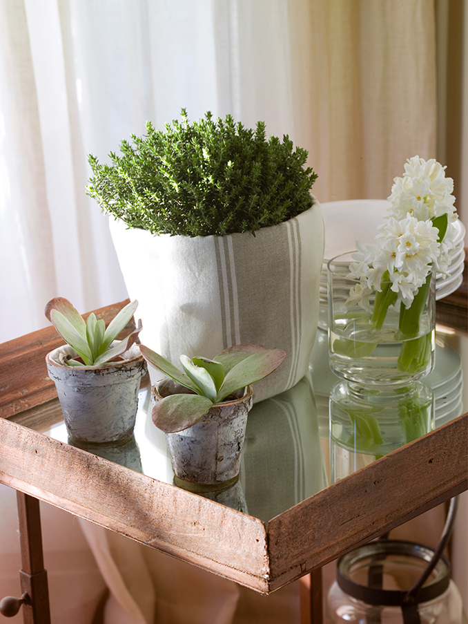 mesa de cristal con plantas