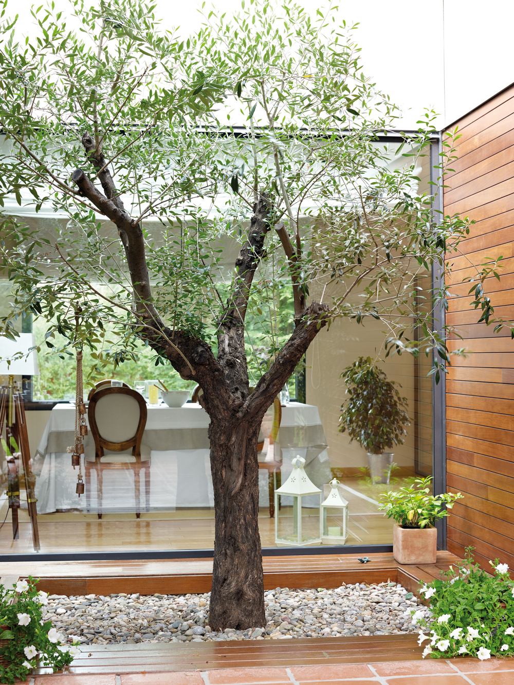 Un patio junto a un olivo.
