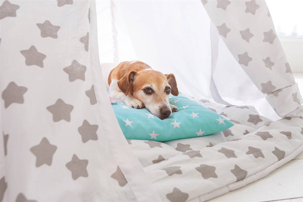 Perro en cama dentro de tipi con textiles con estrellas