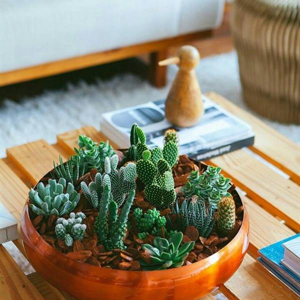 (Mini) cactus para decorar tu casa