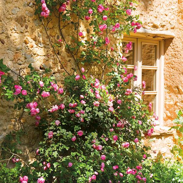 Detalle de rosal trepador en fachada rústica