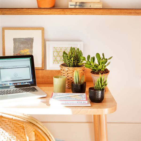10 plantas perfectas para tu oficina