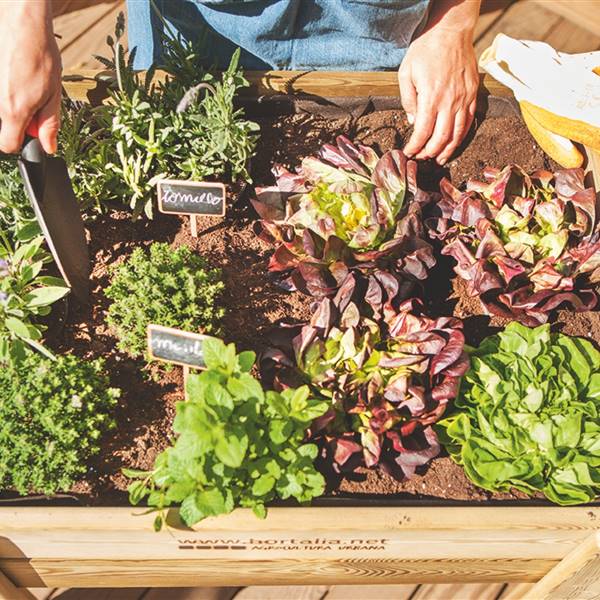 Mesa de cultivo con vegetales y plantas aromáticas