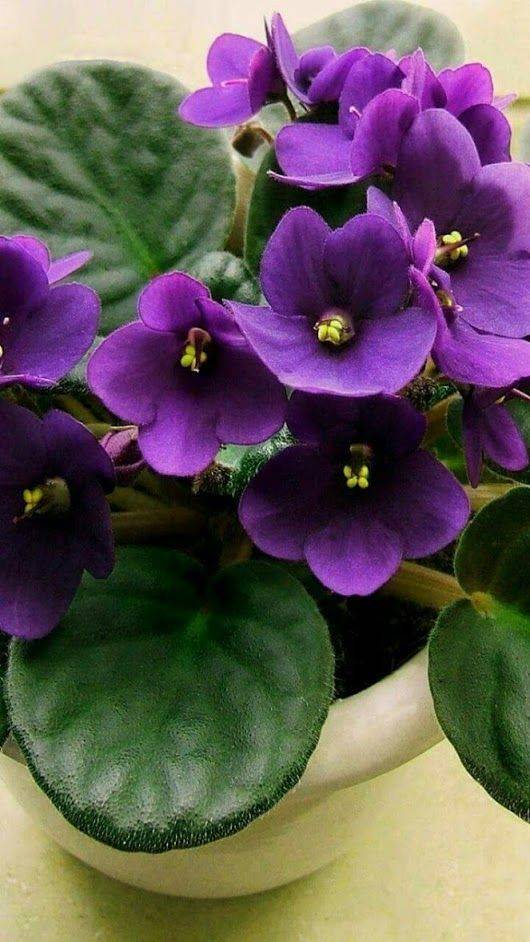 15. Violeta africana, una planta de interior con flor