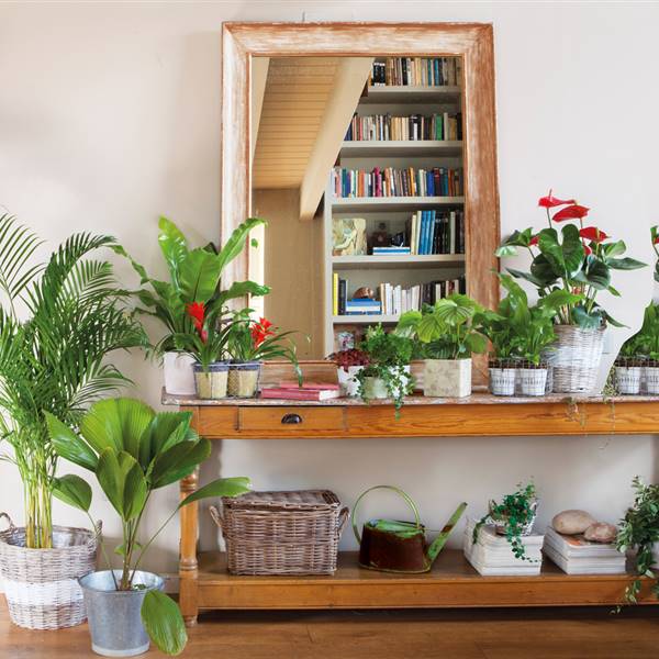 Recibidor con consola y espejo de madera rodeado de plantas de diferentes tamaños_378399