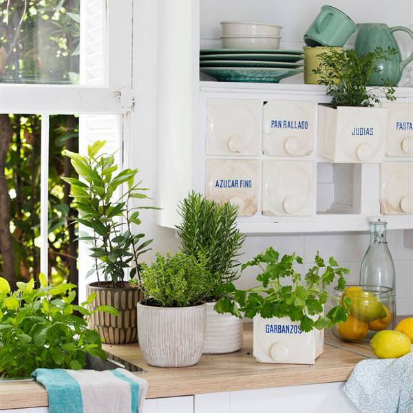 ¿Qué plantas puedes poner en la cocina? 