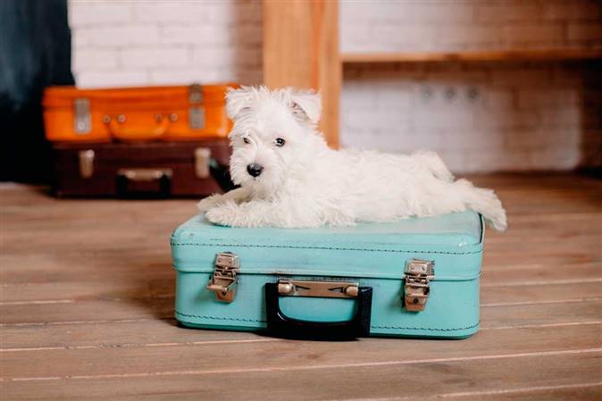 Viajar con mascotas perro maleta