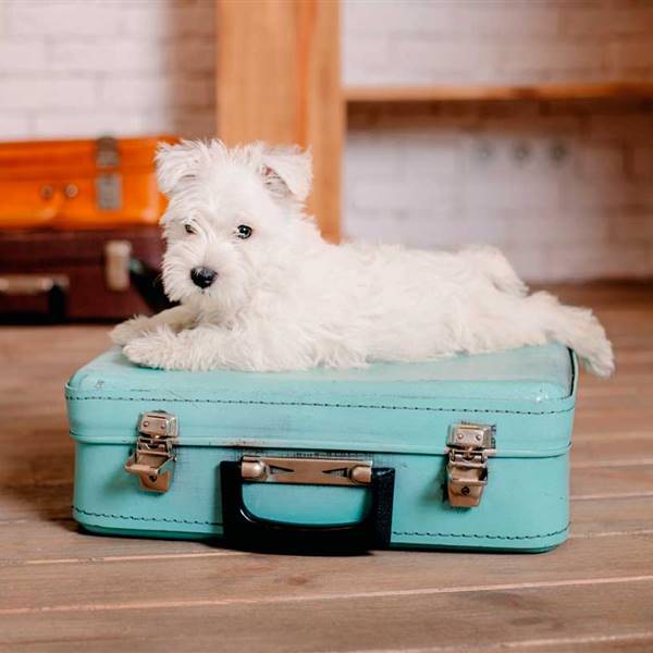 Consejos para viajar con mascotas