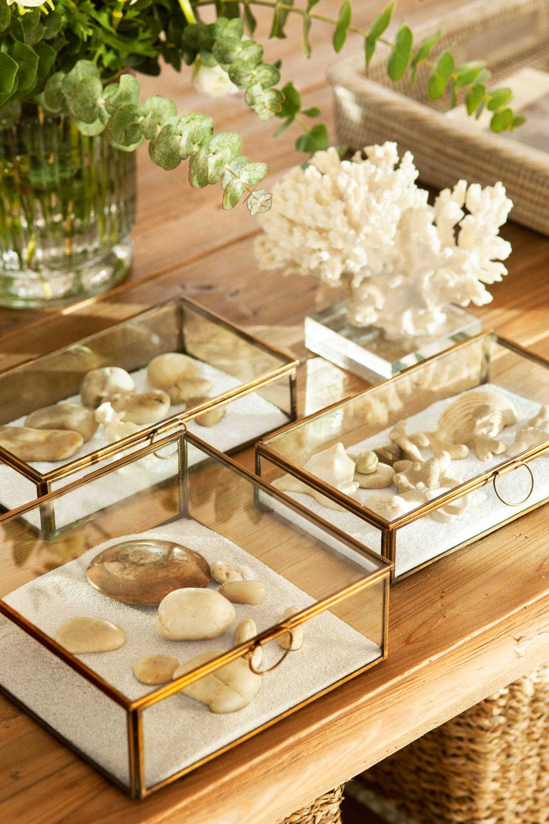 Cajas de cristal con conchas y coral sobre mesa de centro.