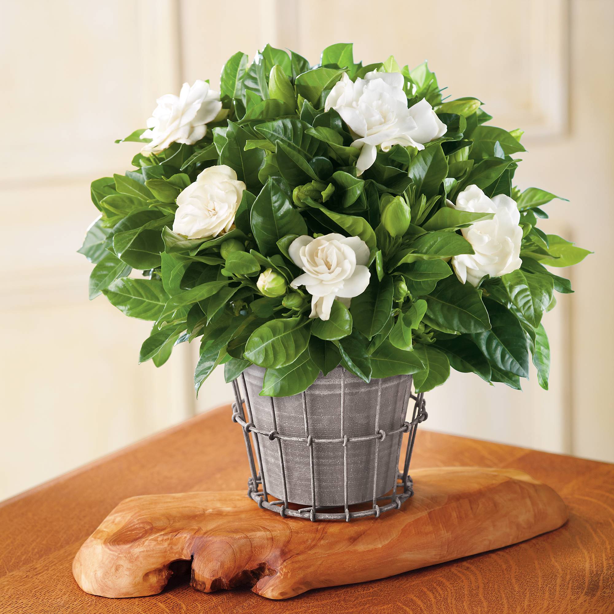 Gardenia, una planta de interior con flores blancas