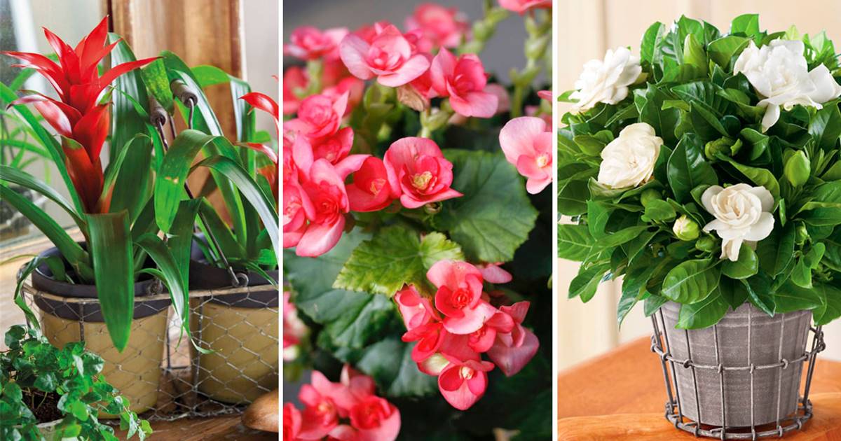 pensión Basura Asser Plantas de interior con flor (para todo el año)