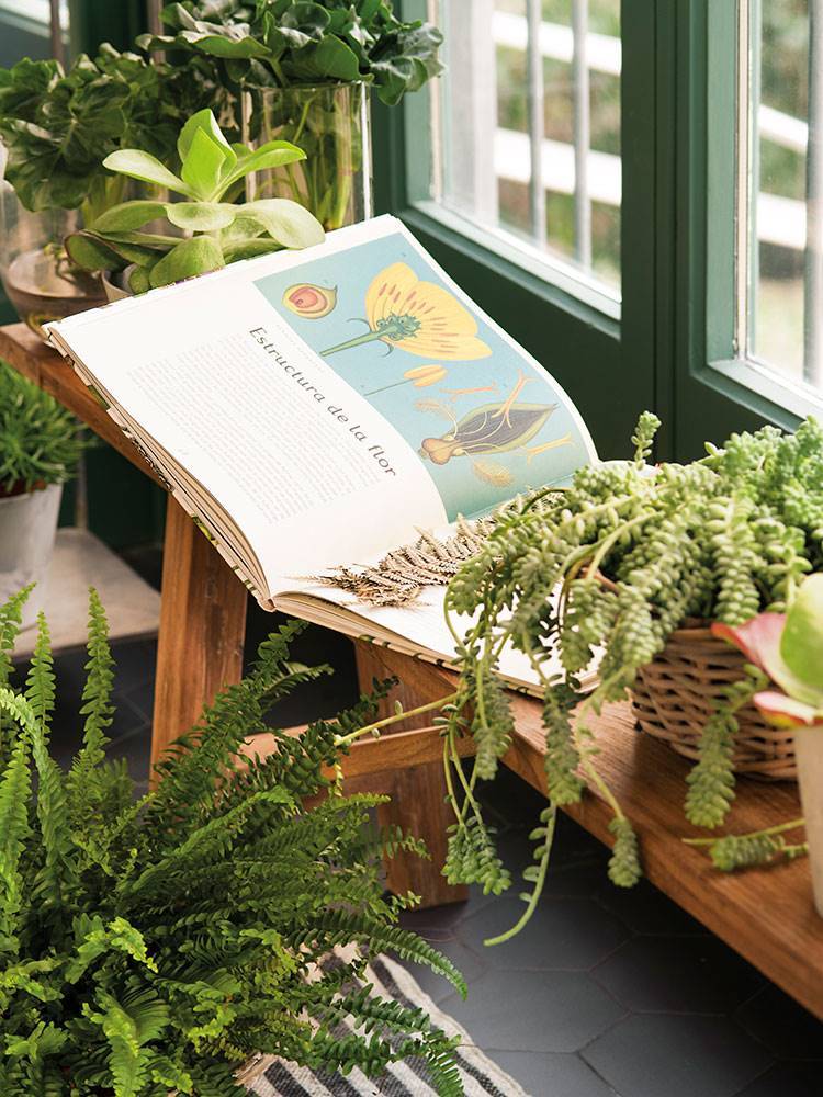 Detalle de plantas de interior con un libro sobre botánica abierto. 