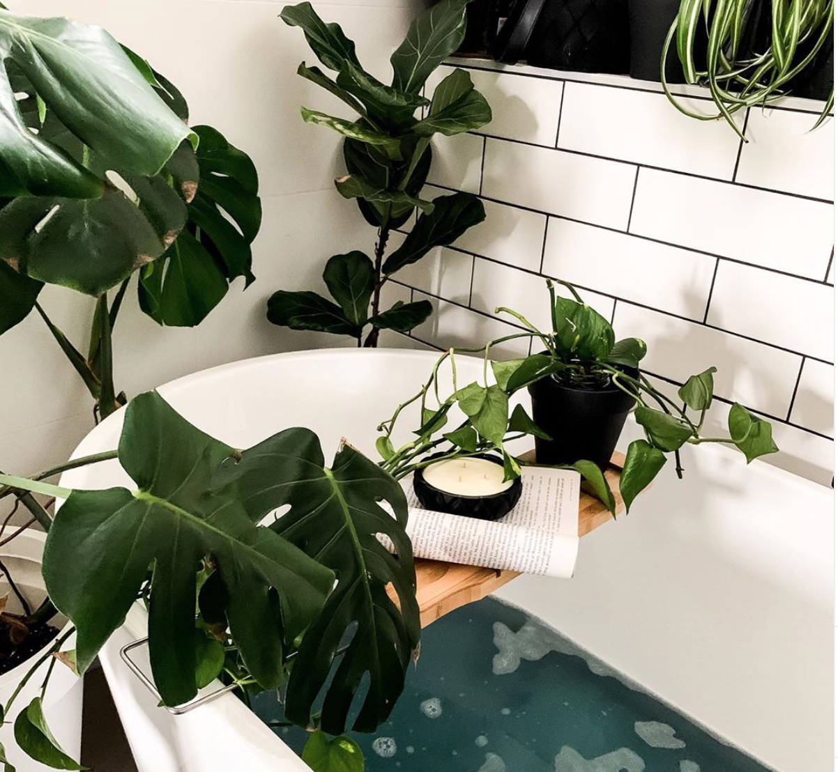 Baños con plantas