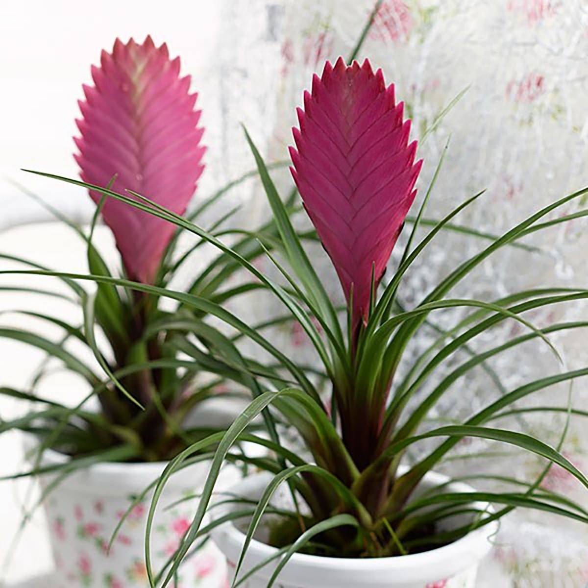 planta de interior: tillandsia o pluma rosa