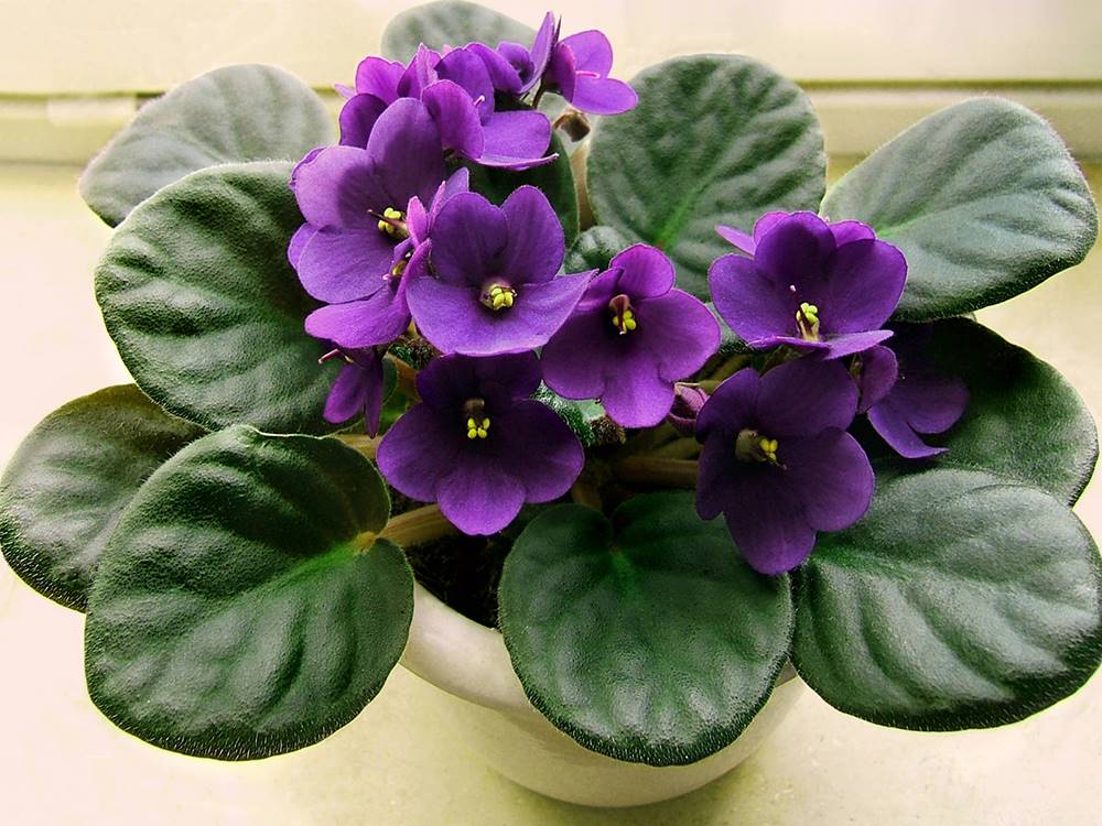 plantas de interior-violeta africana