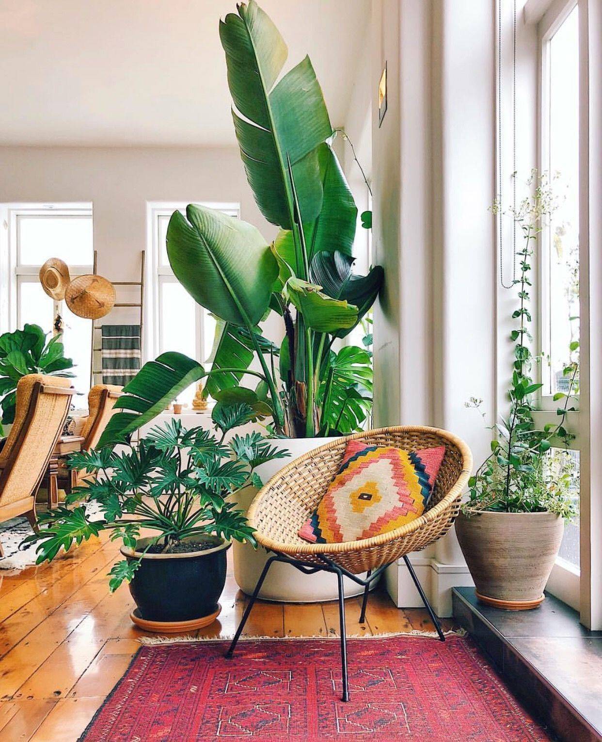 Salón decorado con plantas y una silla Acapulco de mimbre