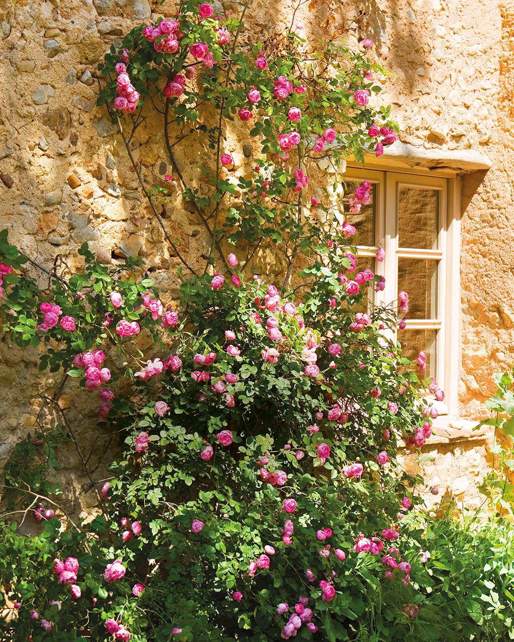 Detalle de rosal trepador en fachada rústica.