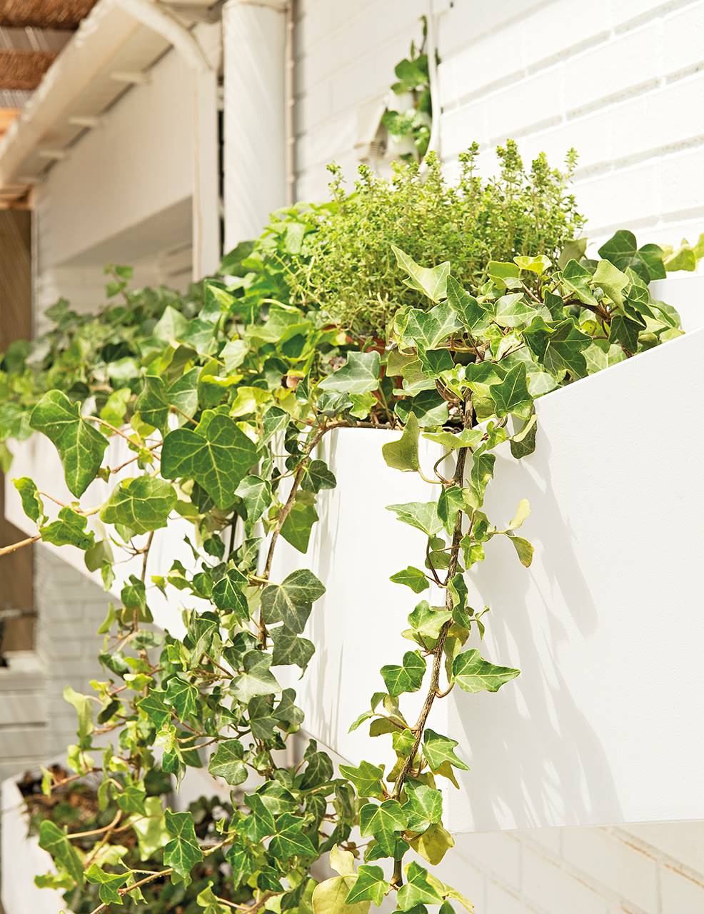 Detail of ivy in hanging planter.
