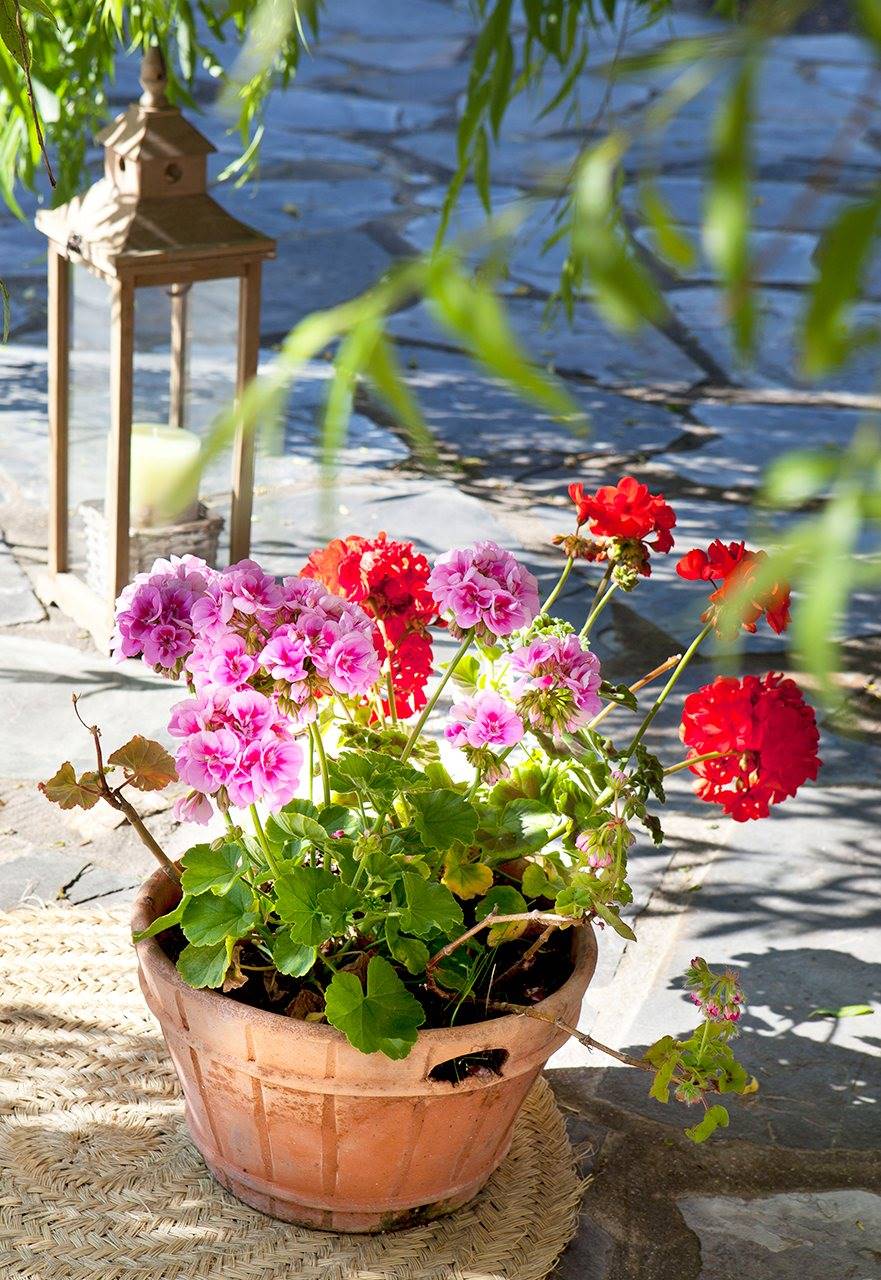 15 plantas para jardín resistentes al sol y llenas de color