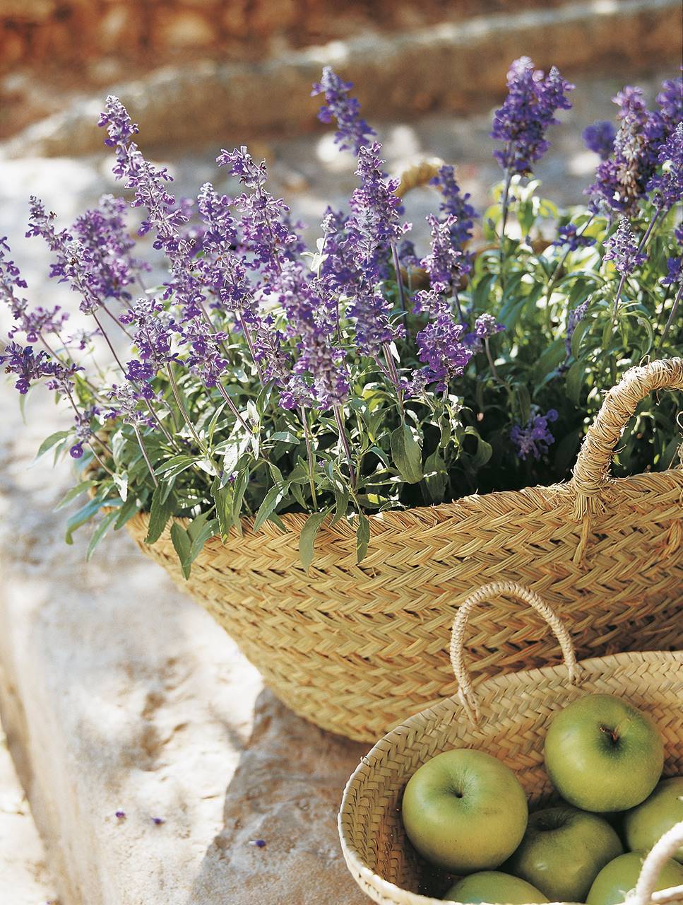 Lavender in a decorative fiber pot.