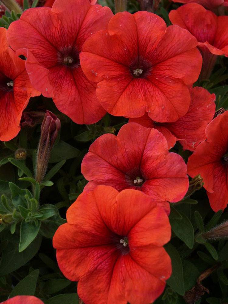 Petunia with red flowers.