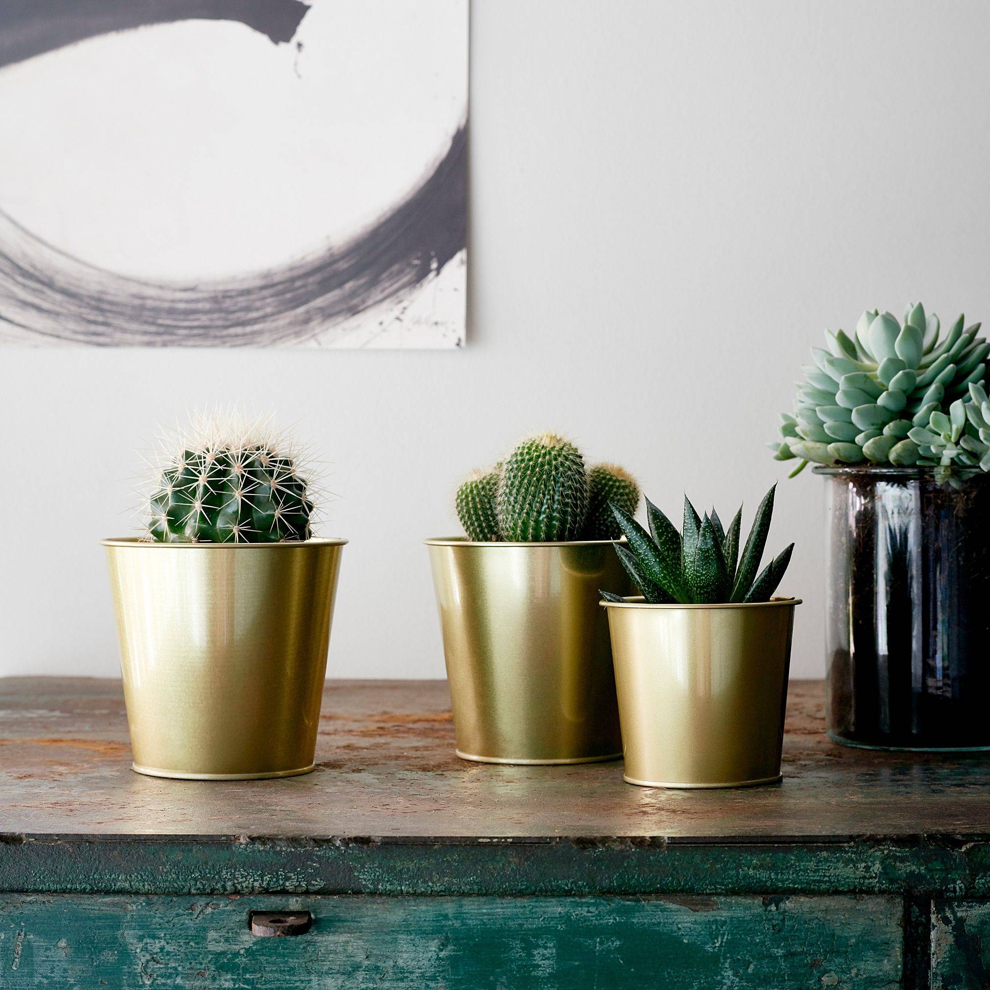 Maceteros dorados con cactus y suculentas