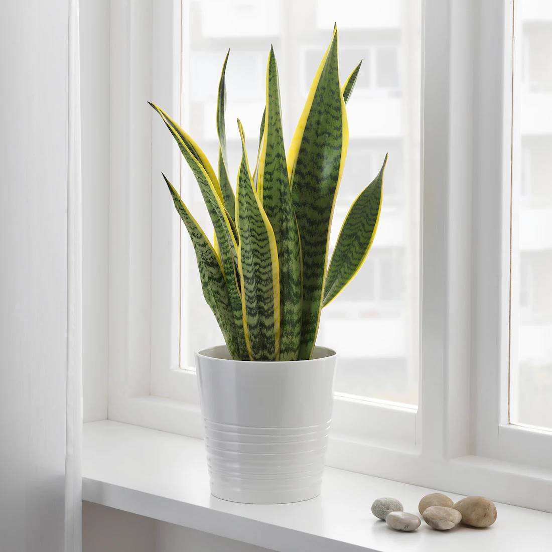 De Verdad Moderar Meyella Plantas naturales de IKEA imprescindibles para decorar tu casa
