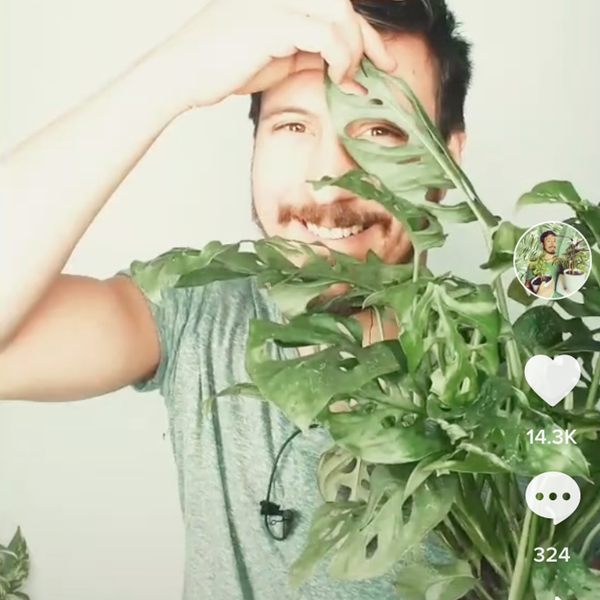 Los mejores vídeos de plantas vistos en TikTok