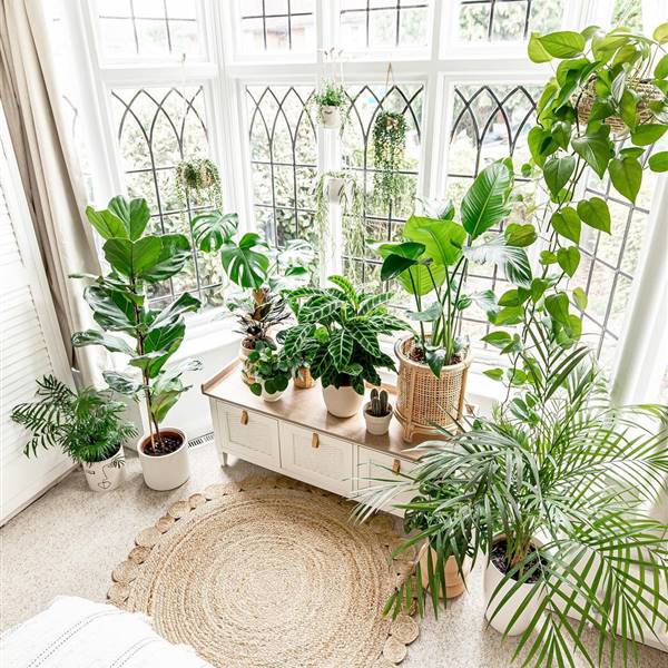 Las 20 plantas más increíbles de Instagram