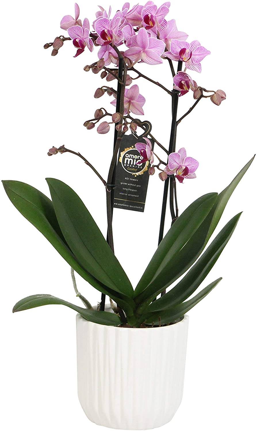 orquidea amazon