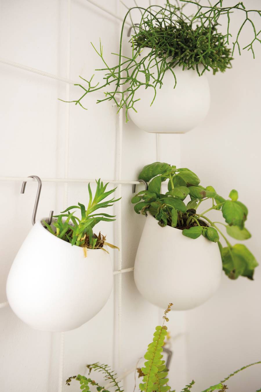 Entender filtrar A tiempo Plantas colgantes: ideas para decorar dentro y fuera de casa (con shopping)