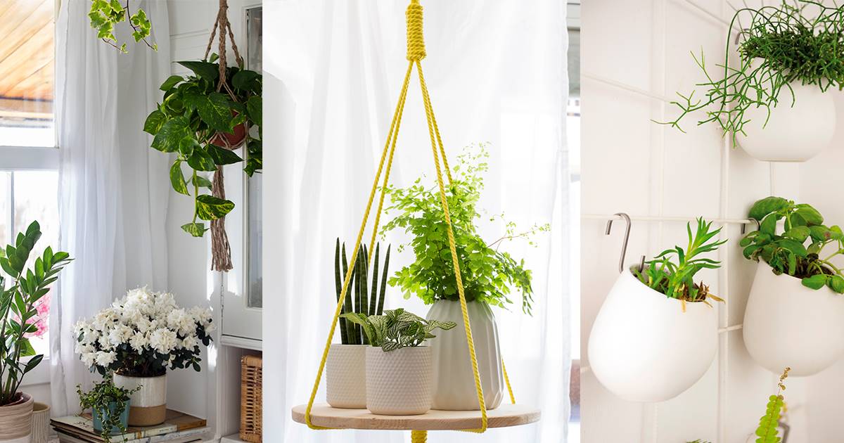 O cualquiera información pedir Plantas colgantes: ideas para decorar dentro y fuera de casa (con shopping)