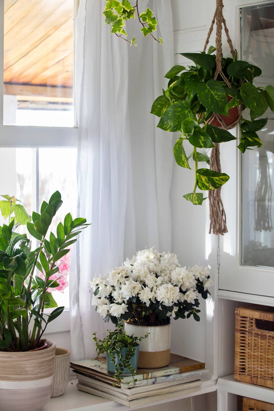 Detener Críticamente recurso Plantas colgantes: ideas para decorar dentro y fuera de casa (con shopping)