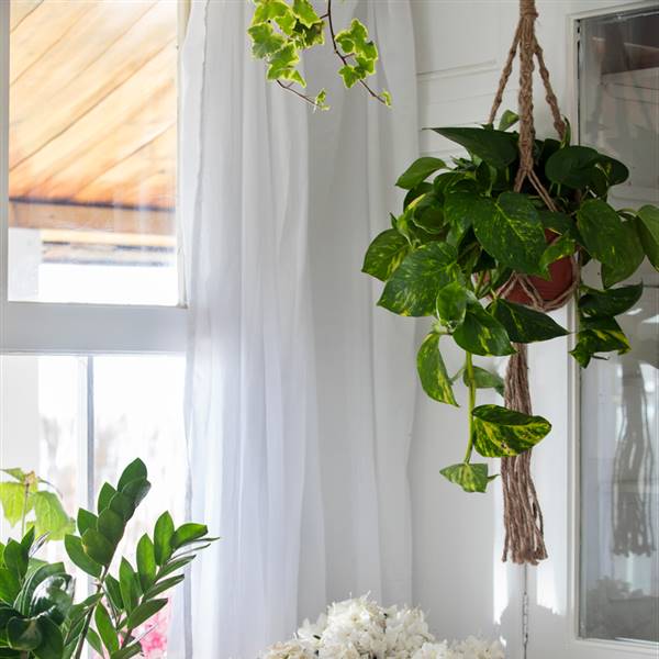 Plantas colgantes: las mejores ideas para decorar dentro y fuera de casa (con 'shopping')