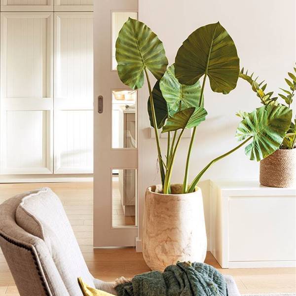 Las plantas favoritas de las interioristas de El Mueble para crear un ambiente en casa fresco, natural y bonito