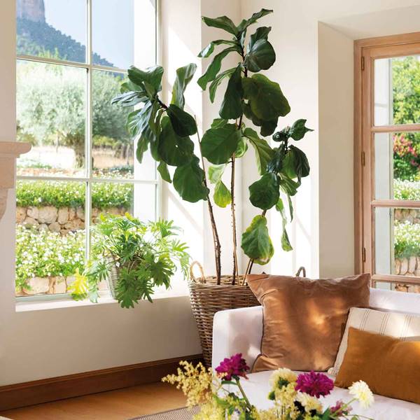 Estas son las plantas perfectas para cada habitación