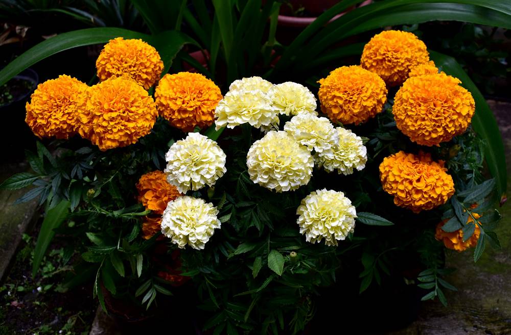 Clavel chino de planta naranja - Pixabay foto gratis 