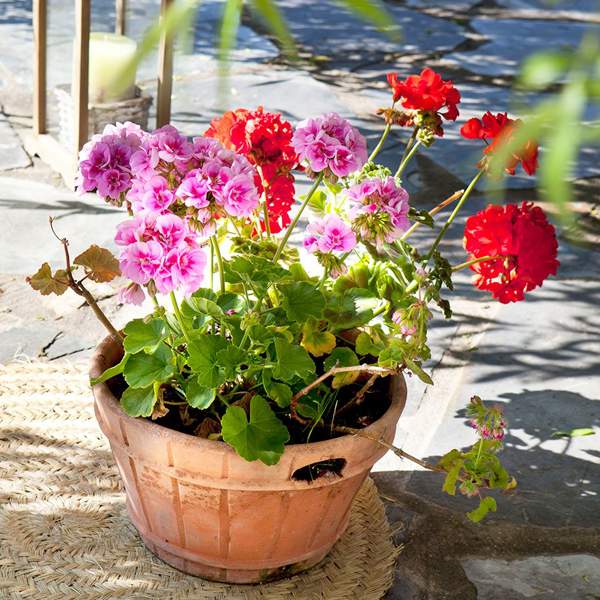 Geranio: cuidados, propiedades, tipos y trucos para dar vida a tu jardín o balcón