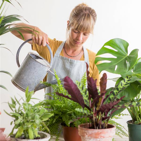 Los mejores reels de trucos para cuidar las plantas fichados en Instagram