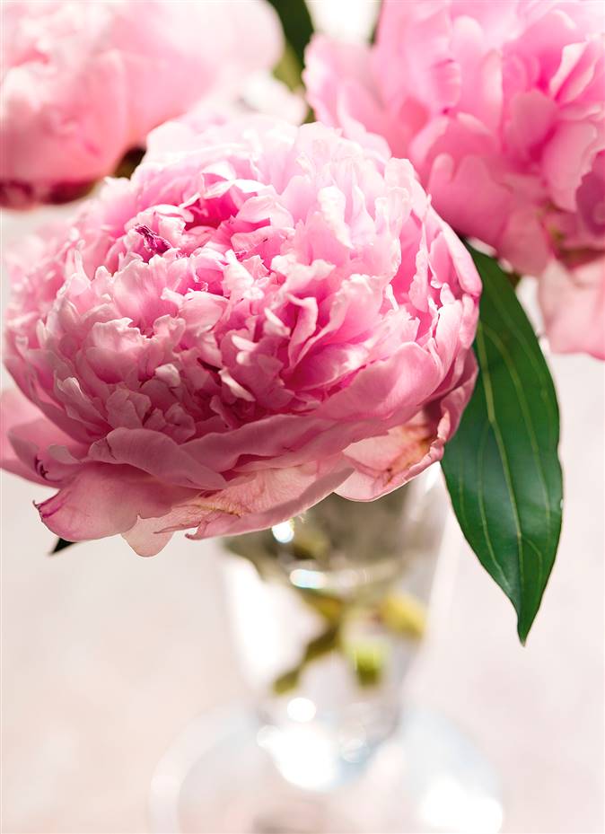 Peonías: cómo cuidar la romántica flor del ramo de novia