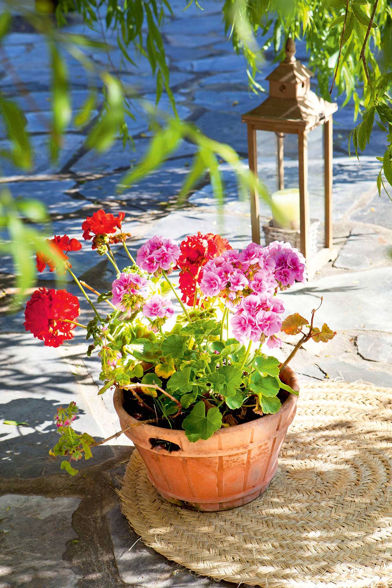 Estas son las 16 plantas de exterior con flor más resistentes al sol para  alegrar tu jardín este verano