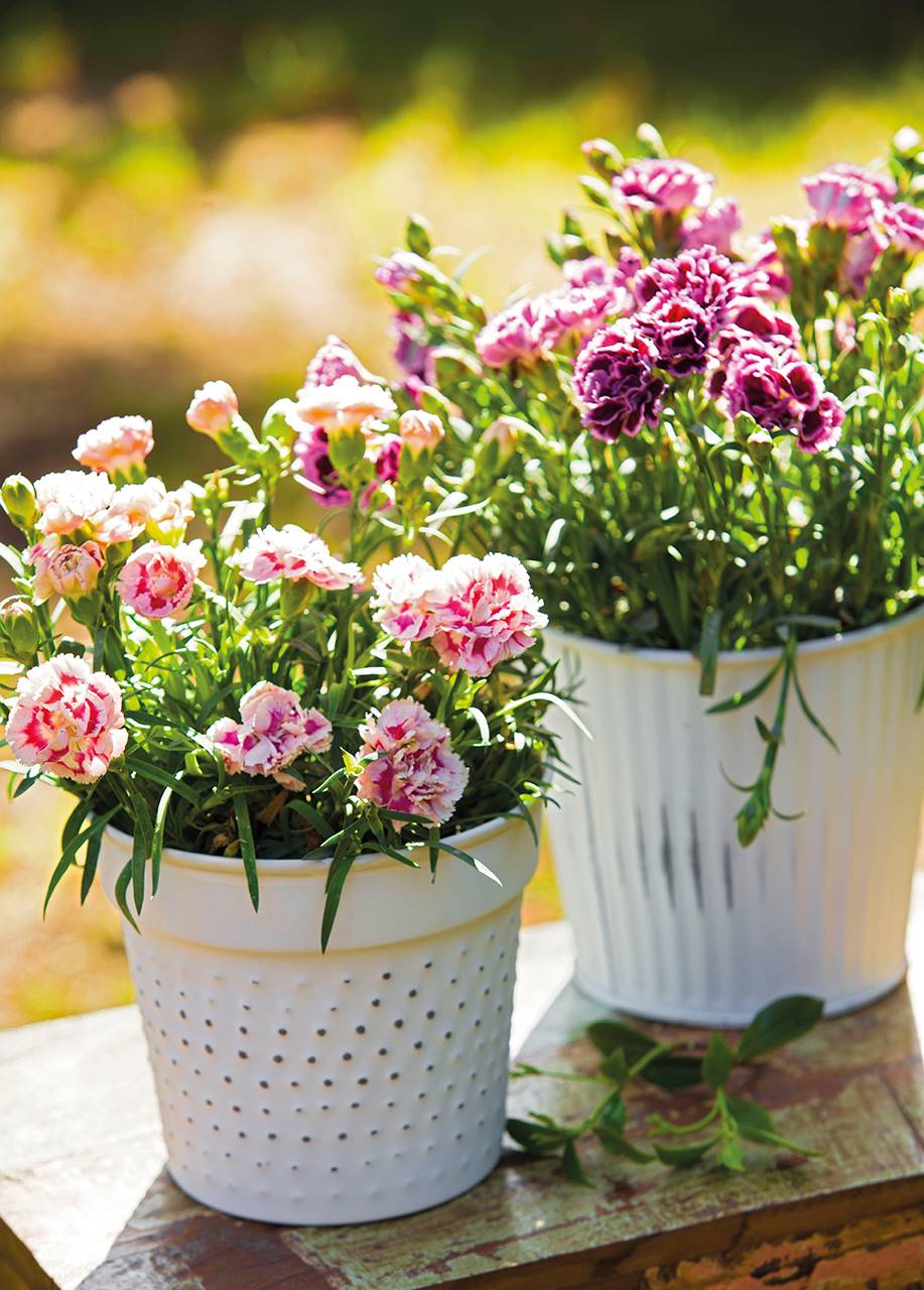 Pack de 4 Geranios con Flor Plantas para Terraza o Jardín Flores de Colores Surtidos 