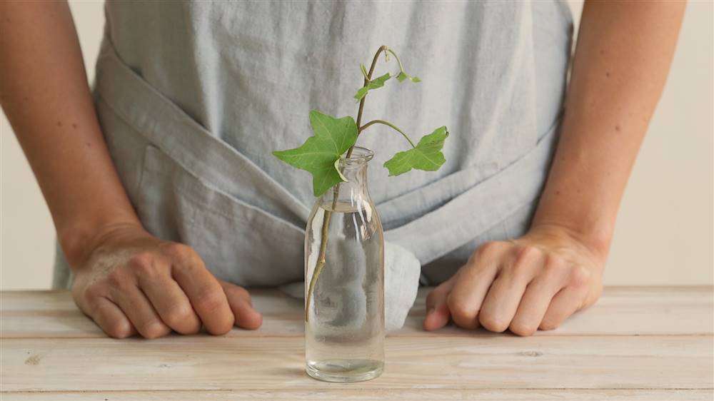 Cómo reproducir una planta por esqueje en agua
