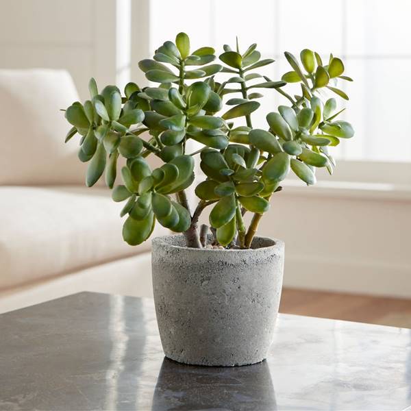 Planta de jade: el mini árbol que atrae buena suerte y es apto para principiantes