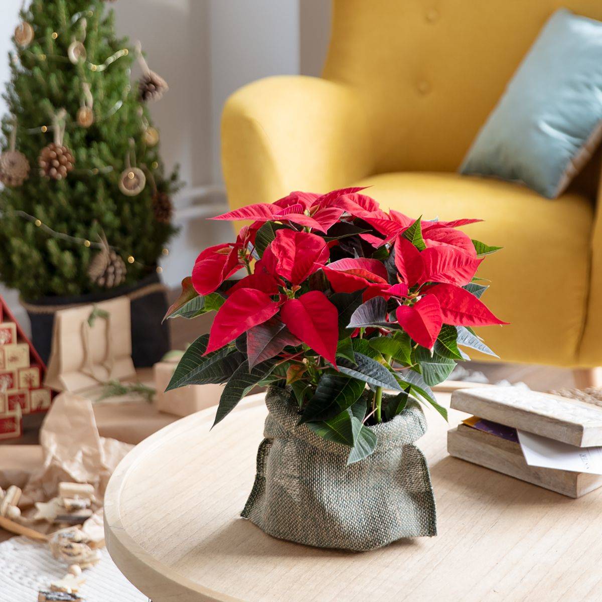 Poinsettia y otras flores y plantas para decorar en Navidad de Colvin